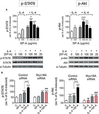 Signaling Pathways That Mediate Alveolar Macrophage Activation by Surfactant Protein A and IL-4